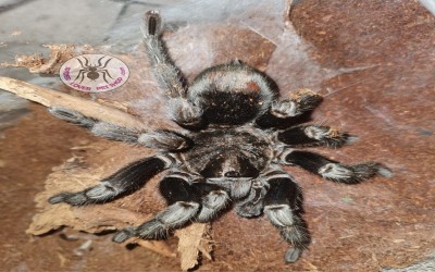 Grammostola pulchra mature male tarantula